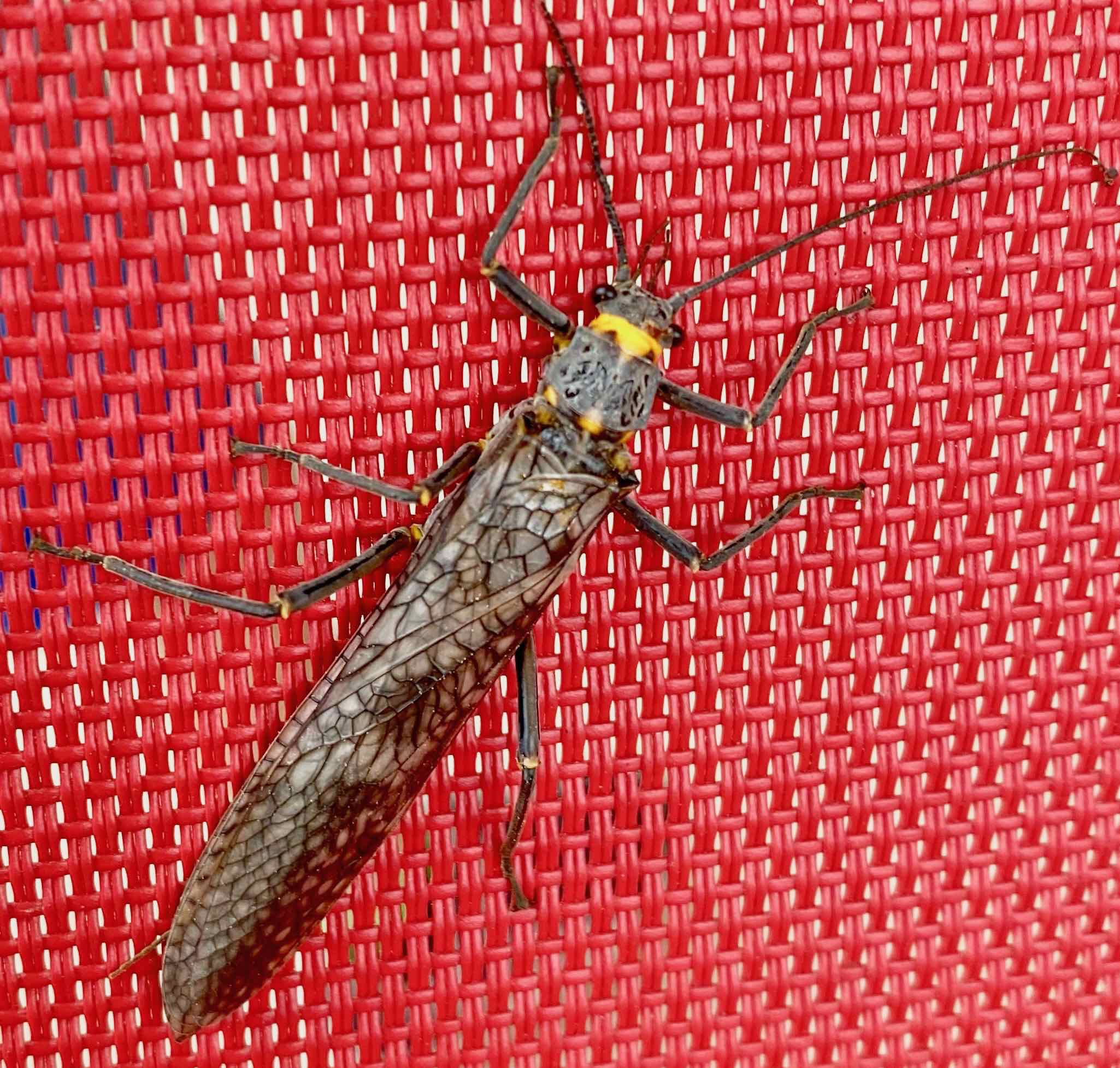 Insect Identification